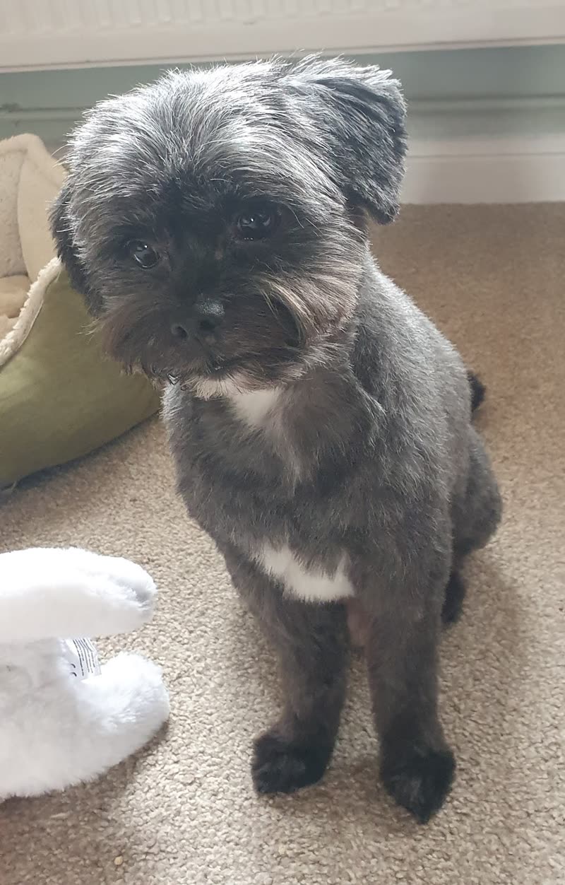 A small grey and white shih tzu cross sitting on carpet with a scruffy uncut topknot before its groom