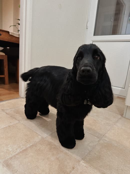 A freshly groomed black cocker spaniel standing on a tiled kitchen floor, coat neatly trimmed and ears tidied