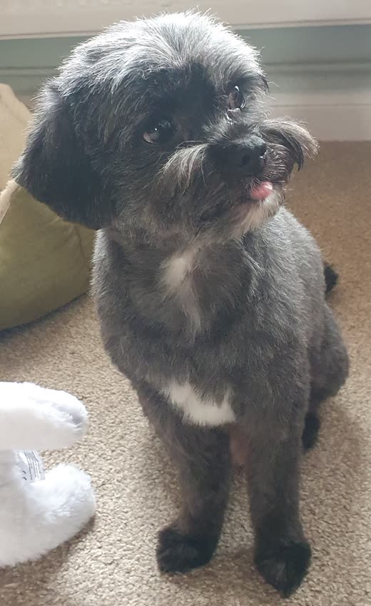 A small grey and white shih tzu cross after grooming, head and face neatly shaped